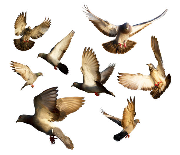 istock Pigeon flying isolated on white background with clipping path 1148397769