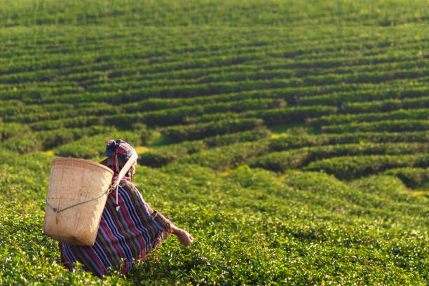 asia worker farmer women were picking tea leaves for traditions in the sunrise morning at tea plantation nature. lifestyle concept - tea crop picking agriculture women imagens e fotografias de stock