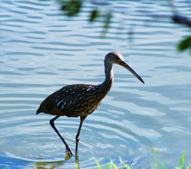 istock Limpkin in the Florida Wetlands 1148398188