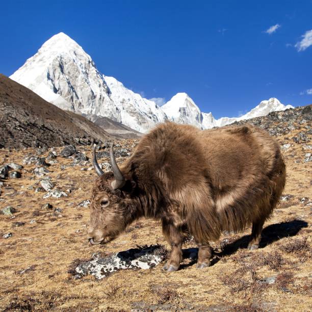 istock Brown yak and mount Pumo ri - Nepal Himalayas mountains 1148398732