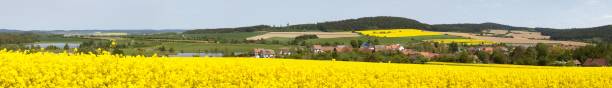 istock rapeseed canola or colza field brassica napus 1148398748