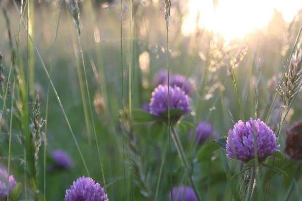 istock Soft selective focus of Red Clover in Field at sunset 1148398749