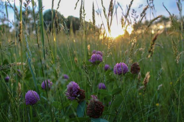 istock Soft selective focus of Red Clover in Field at sunset 1148398826