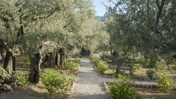 istock walking path and olive trees in garden of gethsemane 1148398923