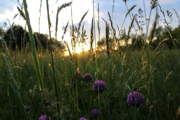 istock Soft selective focus of Red Clover in Field at sunset 1148399105