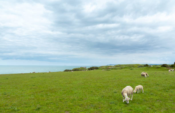 istock Sheep grazing at Cap gris Nez 1148399152