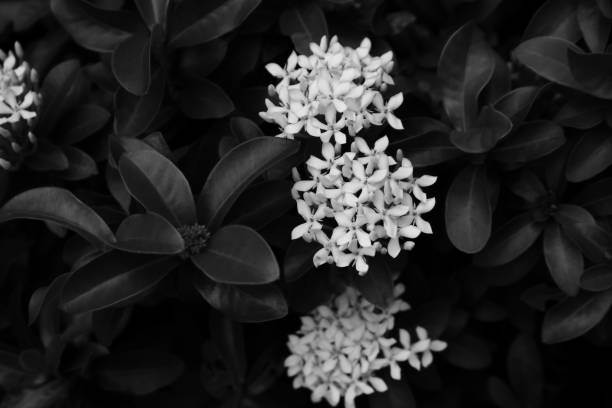 istock Beauty in nature 1148399353