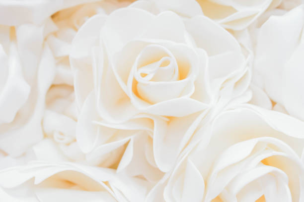 istock Beautiful White Rose Background. Rose wall. 1148399469