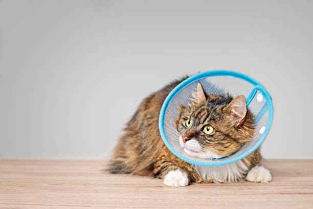 istock Sick maine coon cat with a pet cone looking anxiously sideways. 1148402545