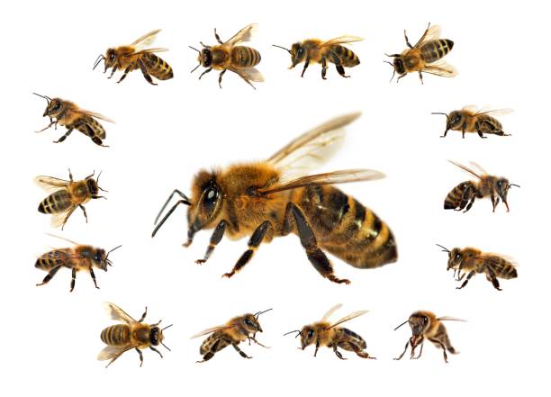 istock bee or honeybee isolated on the white background 1148402592