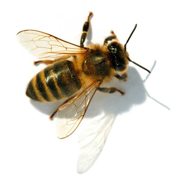 istock bee or honeybee or honey bee isolated on the white 1148402652