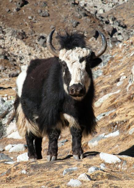 istock Black and white yak on the way to Everest base camp 1148402716