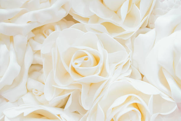 istock Beautiful White Rose Background. Rose wall. 1148402934