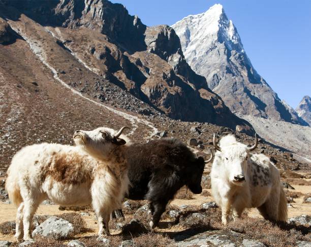 istock three yaks, Nepal Himalayas mountains 1148402946