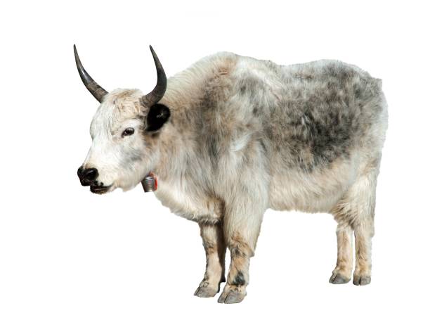 586 White Yak In Tibet Stock Photos, Pictures & Royalty-Free Images - iStock