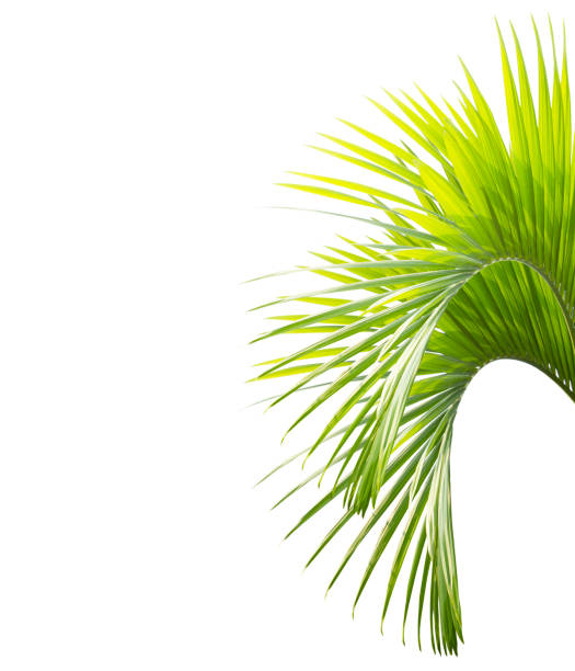 istock Palm leaves isolated on white background 1148403940