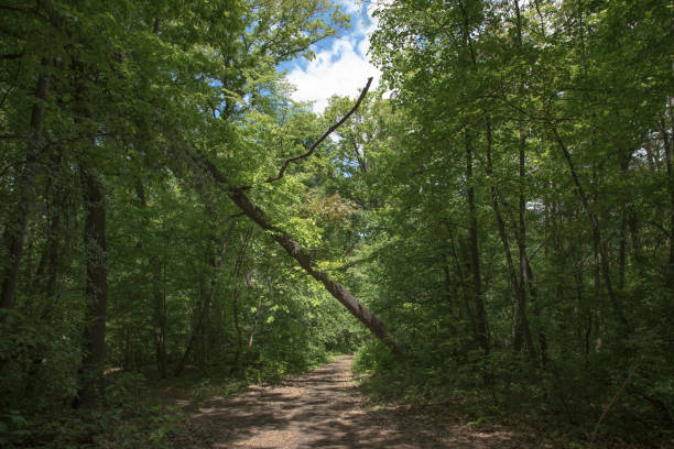 istock Walking trail in a forest, line with lush green vegetation and tall slender trees 1148405531