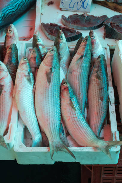 istock Fish at the Catania market 1148405903