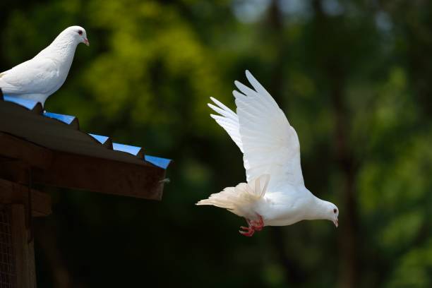istock The dove took off 1148406254