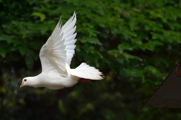 istock The dove took off 1148406288