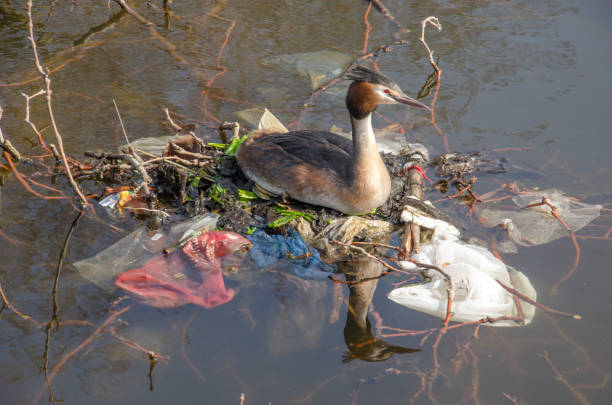 Grebe on a nest of trash Great crested grebe on a nest made of trash and branches in a pond in a city park great crested grebe stock pictures, royalty-free photos & images