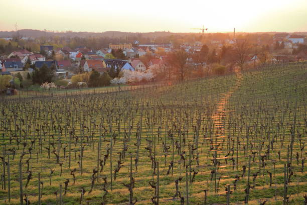 istock Vineyard in Spring in Werder/Havel, Brandenburg, Germany 1148407418