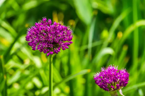 Photo of macro closeup of a flowering giant onion plant, beautiful decorative garden plant with purple flower globes, nature background