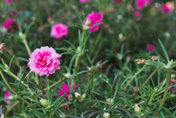 istock Flower Portulaca oleracea 1148412009