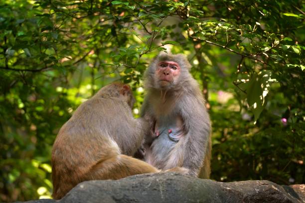 istock Monkeys tease up hair each other 1148413474