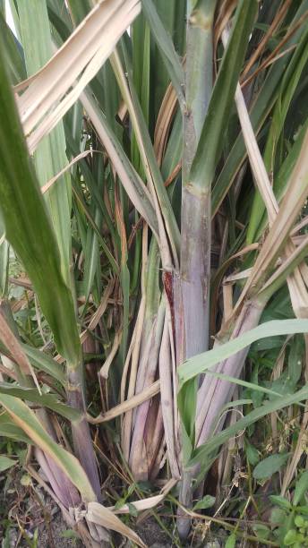 istock Sugarcane in close up. Green and live. 1148413654