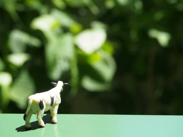 istock Rear view of a miniature cow 1148414749