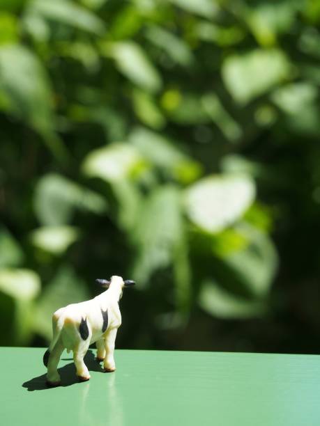 istock Rear view of a miniature cow2 1148414778