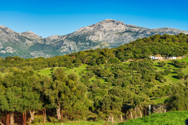 krajobraz w pobliżu ubrique, cadiz. hiszpania, andaluzja w parku alcornocales - ubrique zdjęcia i obrazy z banku zdjęć