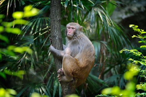 A monkey sits on a branch.\nThis is a wild macaque population,They live in the hills and  woods \nof Guilin,It already has more than 43 years.\nBecause people's care and love,The wild population is growing.