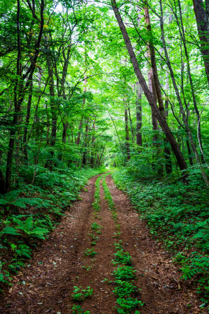 istock Hiking trail in the forest 1148416781