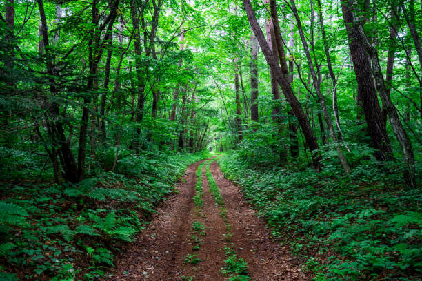 istock Hiking trail in the forest 1148416783