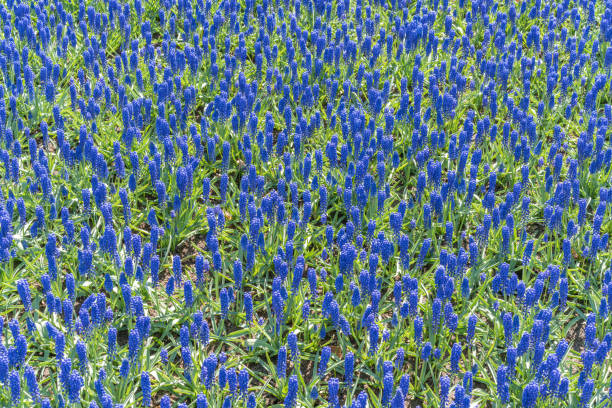 Blue flowers Muscari on a sunny day