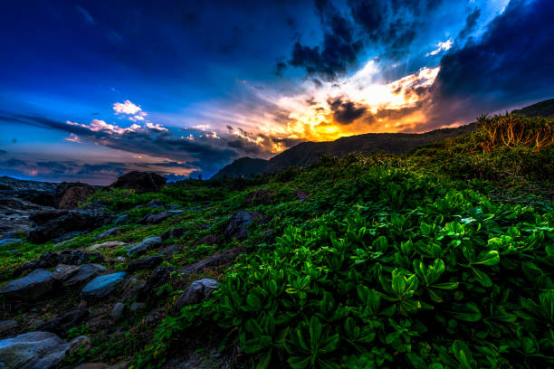 Last sunlight rays glimmering on the mountain plants and rocks.