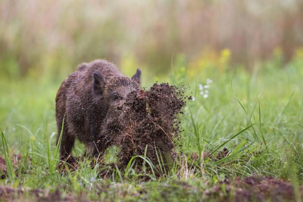 Wild boar, sus scrofa, digging on a meadow throwing mud around with its nose. Wild boar, sus scrofa, digging on a meadow throwing mud around with its nose. Dynamic wildlife image of hog damaging ground while looking for a food. forest floor photos stock pictures, royalty-free photos & images
