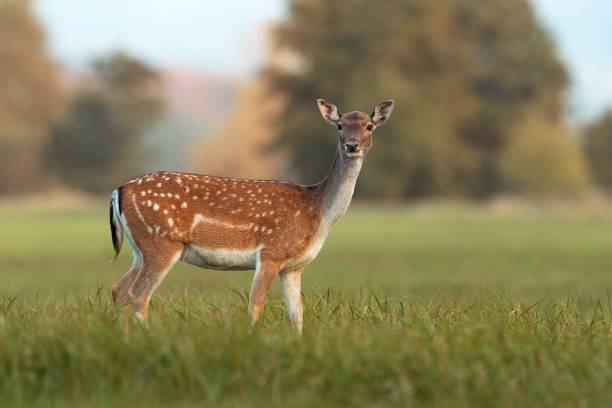 istock Female fallow deer, dama dama, in autumn colors. 1148419263