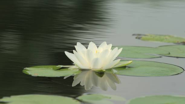 istock White lotus on the pond 1148419283