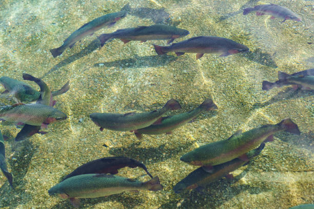 a grande truta cinzenta bonita do arco-íris nadou na água desobstruída. peixes reprodutores - truta arco íris - fotografias e filmes do acervo