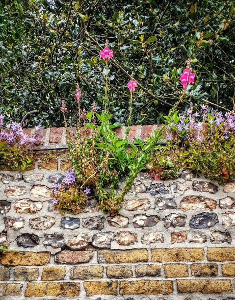 istock Spontaneous vegetation on an ancient wall of stones and bricks and trees above.Spring. 1148421220