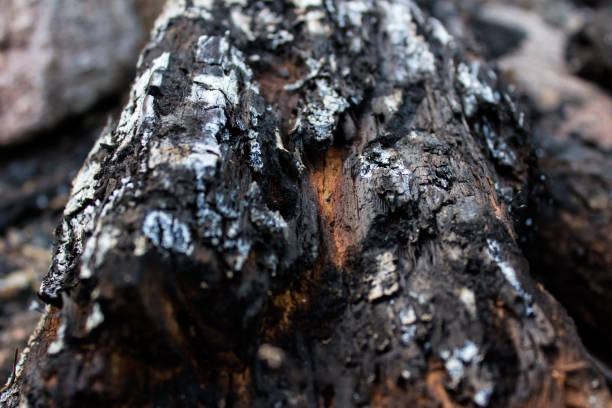 istock Texture of wooden log 1148421253