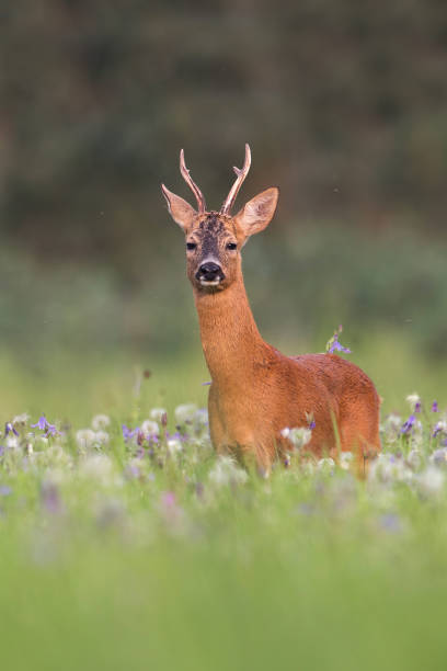istock Vertical composition of roe deer buck in summer between flowers 1148422121