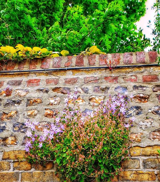 istock Spontaneous flowering vegetation on old wall. Leaves above the wall. 1148422393