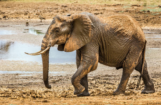 istock African elephant in Kenya 1148424052
