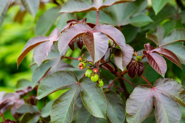 istock bellyache bush, Jatropha gossypifolia 1148424253