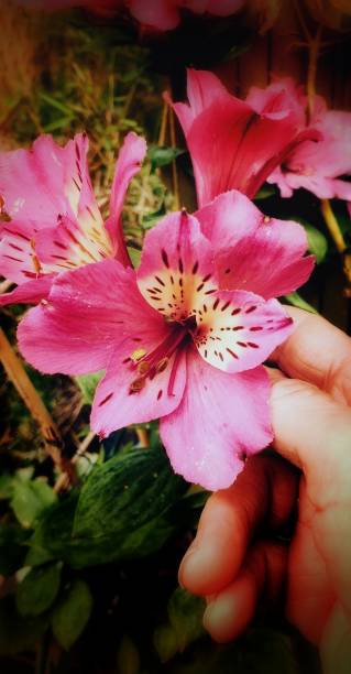 istock Alstroemeria flower between my fingers.Plan closer. 1148425021