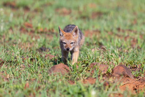 istock Lone Black Backed Jackal pup standing in short green grass explore the world 1148425522